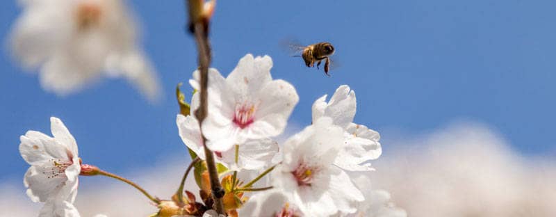 Eine Biene lfiegt auf eine Strauchblüte zu.
