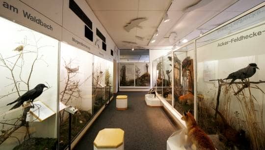 Ausstellungsraum im Naturkundemuseum