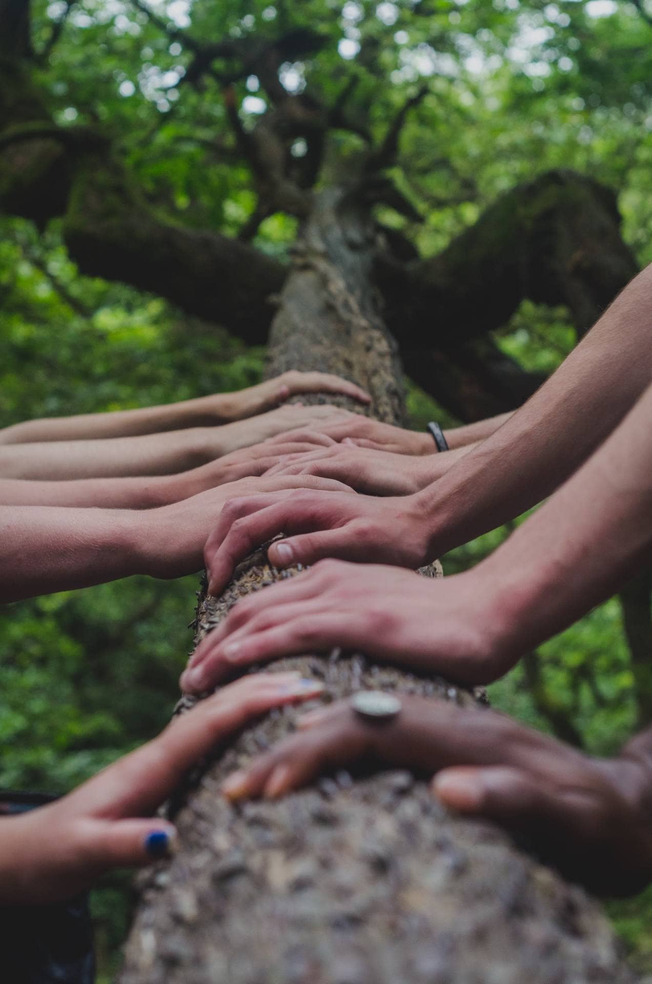 viele Hände berühren gemeinsam einen Baumstamm