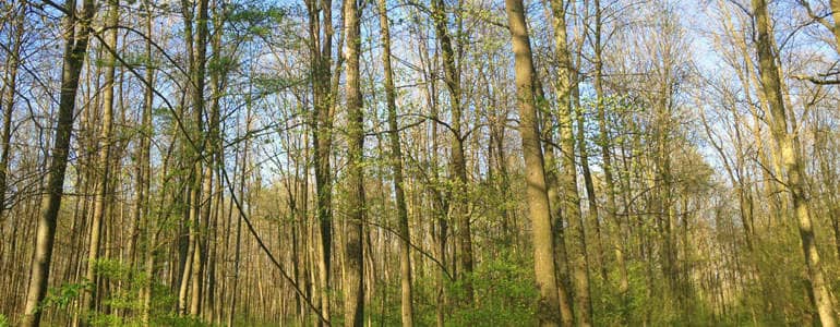 Waldgebiete vonSchwestern haken Liste