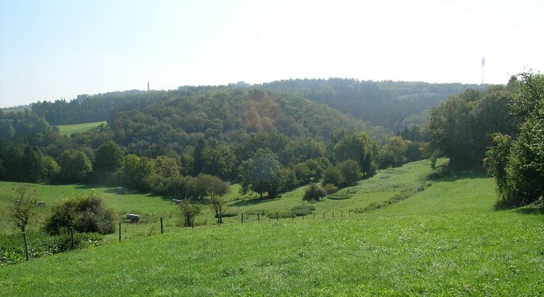 Hügel mit Wald und Wiese