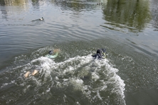 Fath und Walker schwimmen in der Donau