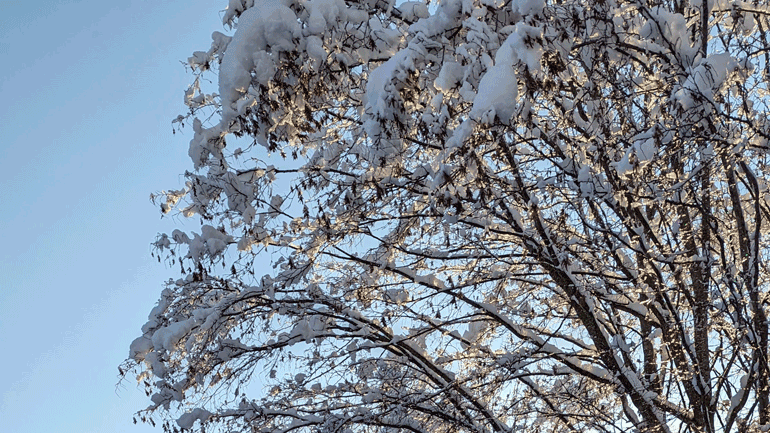 Ein Baum, der durch Schnee stark bedeckt ist