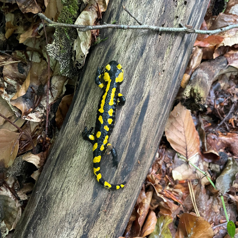 Ein Salamander krabbelt auf einer Baumwurzel senkrecht den Stamm hinauf.
