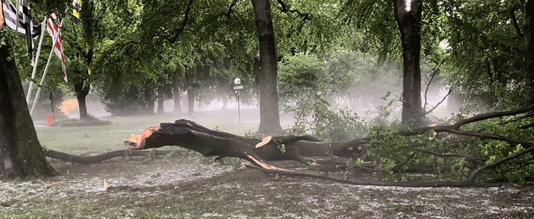 Ein durch den Sturm abgebrochener mittelgroßer Baum in der Friedrichsau liegt quer auf dem Boden. Die Erde ist mit Hagelkörnern bedeckt.