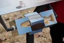 Modell eines Fisches, das man an verschiedenen Stellen drehen kann, sodass eine andere Fischart angezeigt wird.