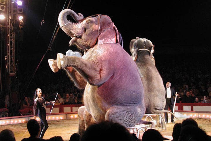Zwei Elefanten in einer Zirkusmanege