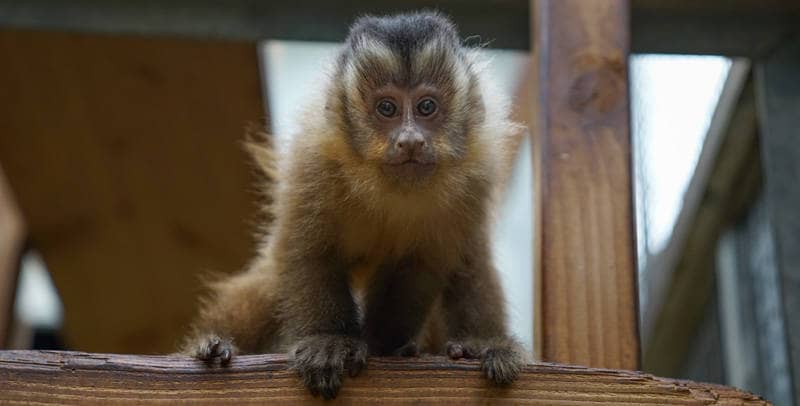 Ein kleiner Affe sitzt auf einem Holzbalken.