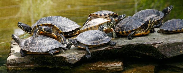Mehrere Schildkröten auf einem Stein