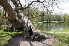 Ein alter, knorriger Baum an einem Teich