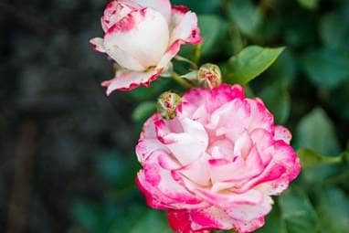Eine Rose mit einer geschlossenen und einer offenen Blüte