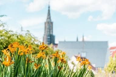 Im Vordergrund zarte Blumen, in der Ferne das Ulmer Münster